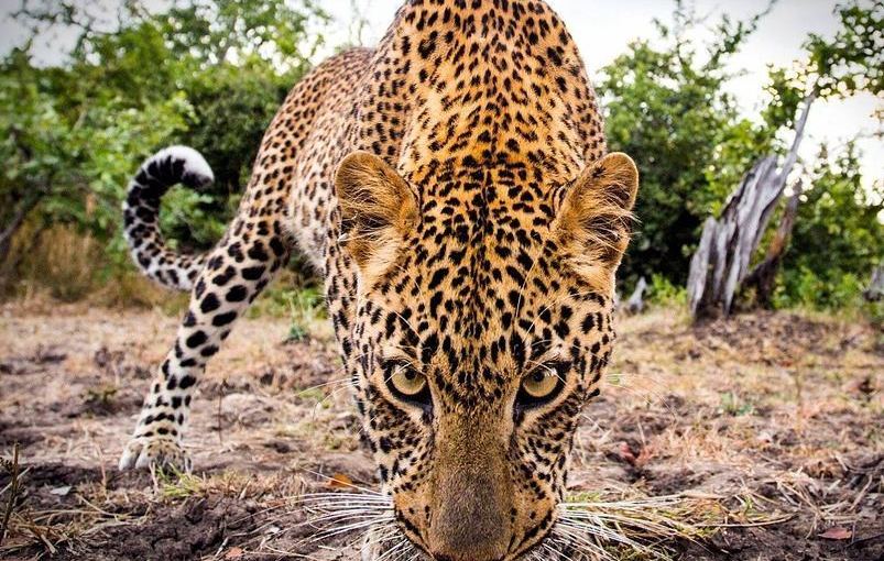 Leopards To Meet The Fairfield Stags For The First Time In 13&nbsp;Years