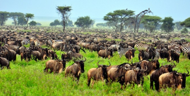 the-great-migration-at-serengeti-national-park-tanzania-africa-shutterstock_51072787-1