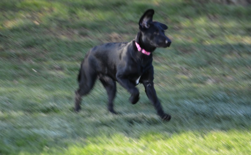 Life With Bailey Or What We Do Waiting Out The&nbsp;Virus